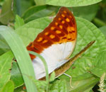 Charaxes varanes