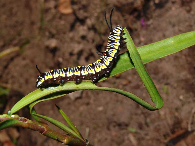 african monarch danaus chryssipus lava