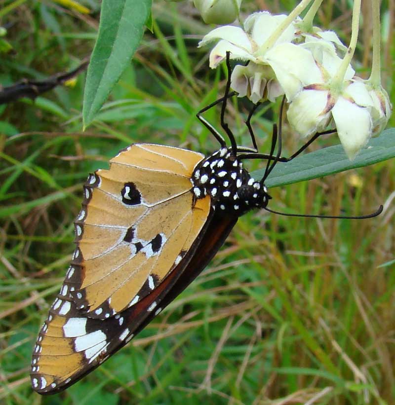 danaus chryssipus