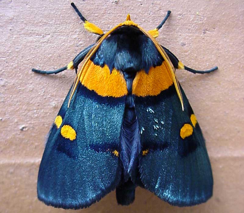 egybollis vaillantina