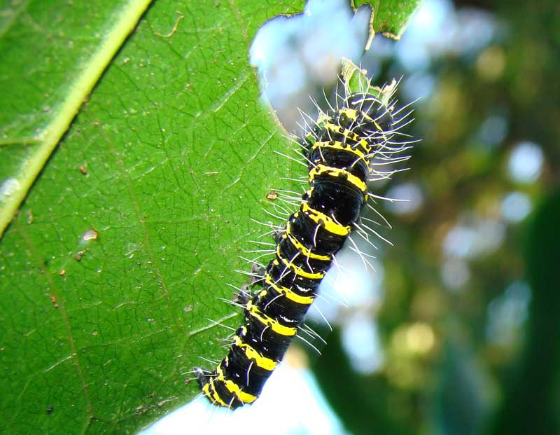 egybolis vaillantia caterpillar