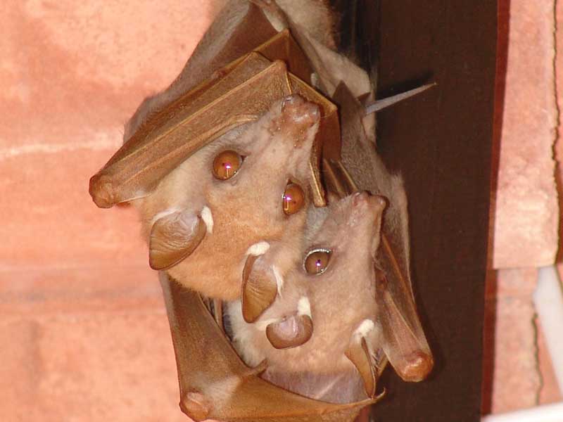 epaulleted fruit bat