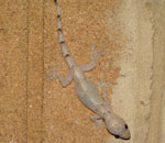 Tropical House Gecko
Hemidactylus mabouia