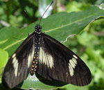 hyalites esebria