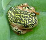 Hyperolius marmoratus