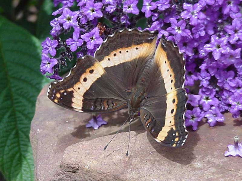junonia archesia