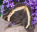 Junonia archesia