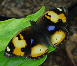 Junonia hierta cebrene