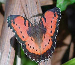 Junonia octavia sesamus
