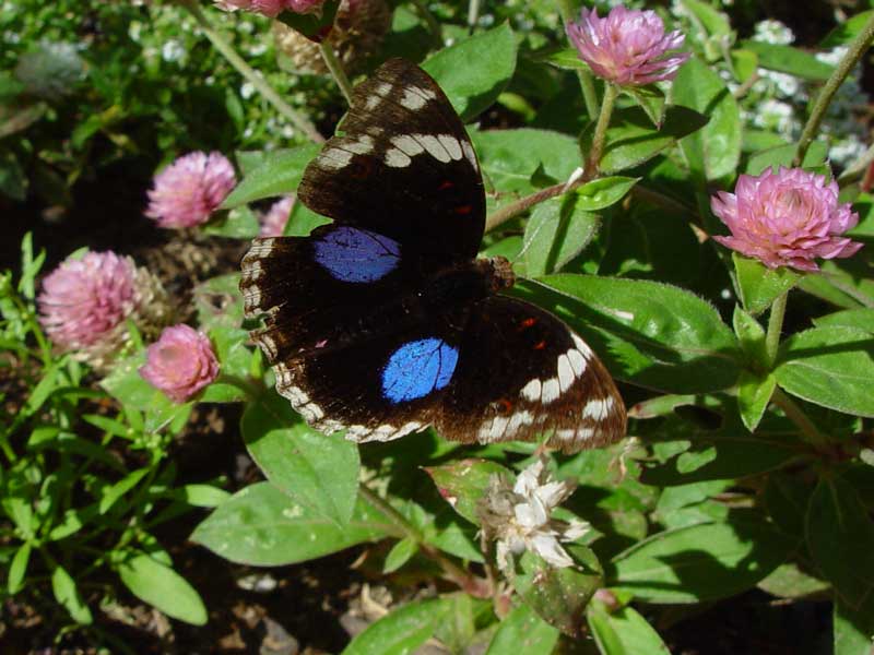 junonia oenone oenone