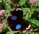 junonia oenone oenone