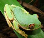 leptopelis natalensis