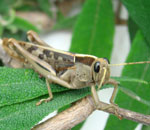 Garden locust