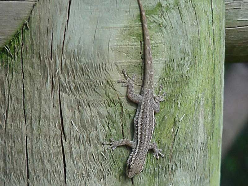 dwarf gecko lygodactylus capensis