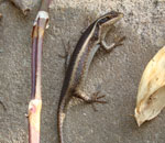 Striped skink mabuya striata