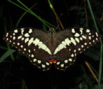 Papilio demodocus