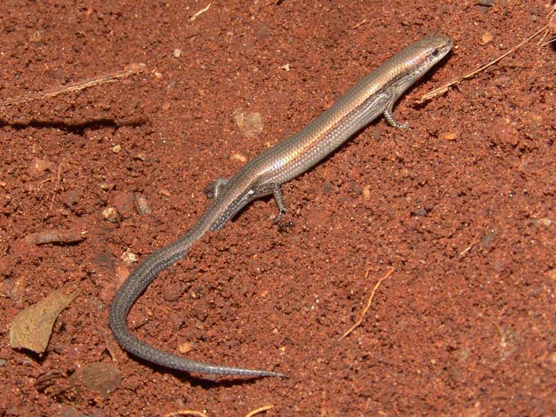 dwarf skink
