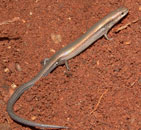 skink