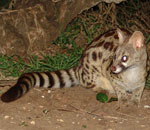 large spotted genet