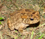 toad