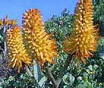 Aloe thraskii
