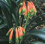 Clivia gardenii