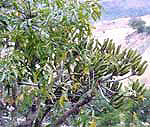 cussonia_spicata