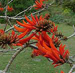 erythrina lysistemon
