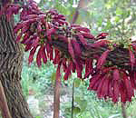 halleria lucida