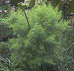 Maerua rosmarinoides