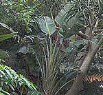Strelitzia nicolai